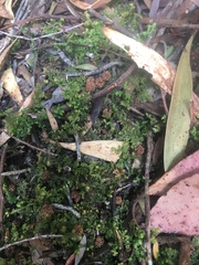 Gackstroemia weindorferi