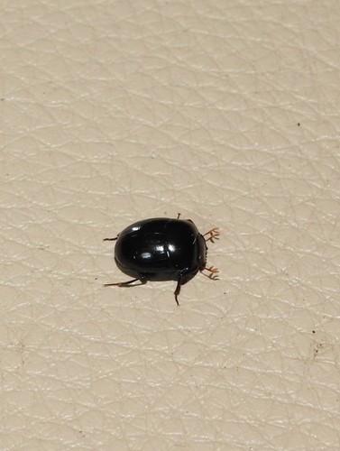 Diorygopyx tibialis