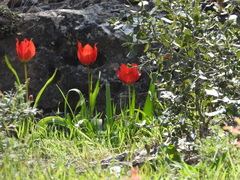 Tulipa agenensis