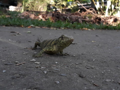 Polychrus marmoratus