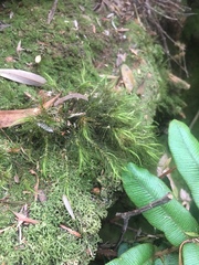 Dicranoloma menziesii