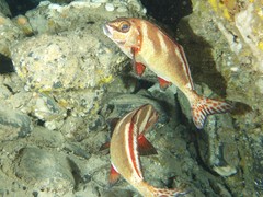 Morwong ephippium