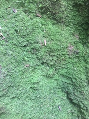 Lepidoziaceae