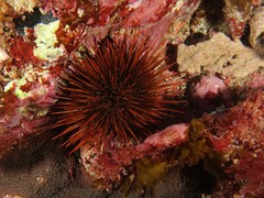 Heliocidaris tuberculata