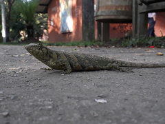 Polychrus marmoratus