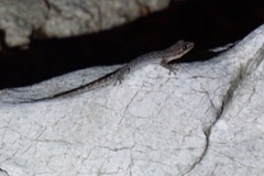 Hemidactylus frenatus