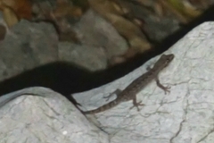Hemidactylus frenatus
