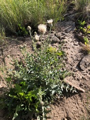 Cirsium cymosum