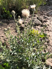 Cirsium cymosum