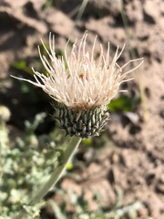 Cirsium cymosum