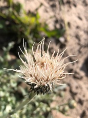 Cirsium cymosum