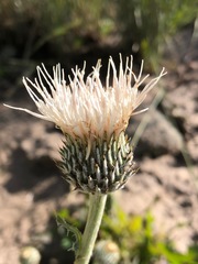 Cirsium cymosum