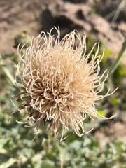 Cirsium cymosum