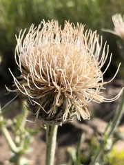 Cirsium cymosum