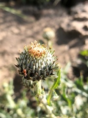 Cirsium cymosum