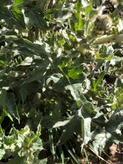 Cirsium cymosum