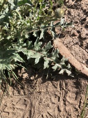 Cirsium cymosum