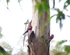 Platycercus elegans elegans