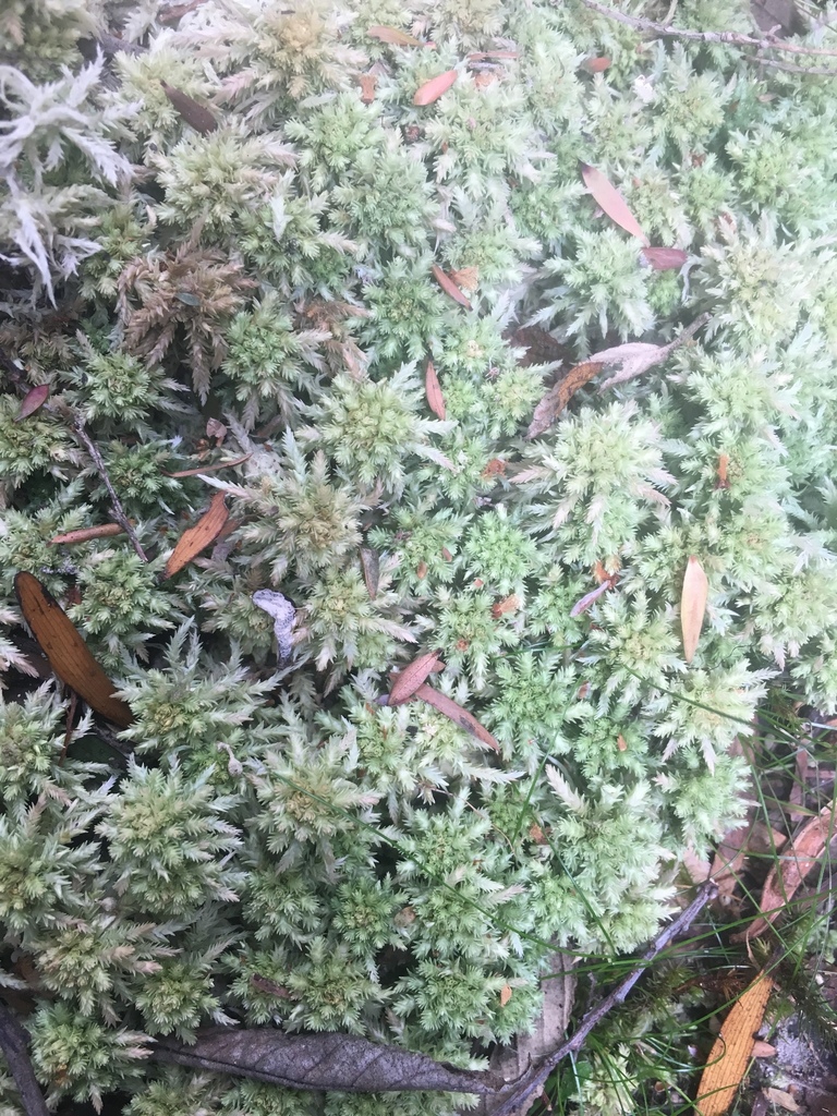 Sphagnum novo-zelandicum