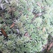 Sphagnum novo-zelandicum - Photo (c) juliefielder, algunos derechos reservados (CC BY-NC)