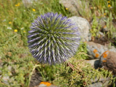 Echinops adenocaulos