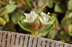 Pimelea microphylla