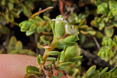 Pimelea microphylla