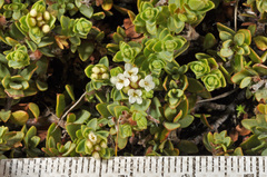 Pimelea microphylla