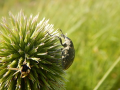 Larinus onopordi