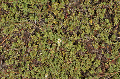 Pimelea microphylla