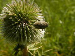 Larinus onopordi