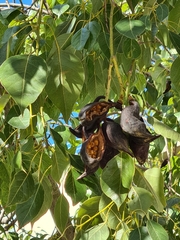 Brachychiton populneus