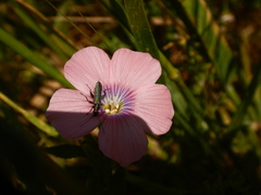 Linum pubescens