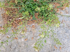 Capsella bursa-pastoris