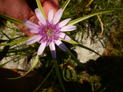Tragopogon coelesyriacus