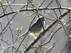 Zonotrichia atricapilla