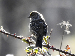 Zonotrichia atricapilla