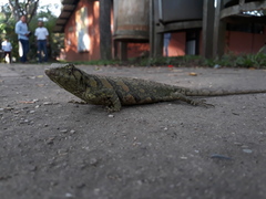 Polychrus marmoratus