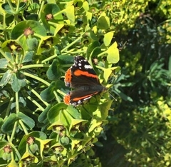 Vanessa atalanta