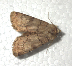 Epipsilia grisescens