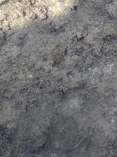 Mangrove Upsidedown Jelly photographed in Hawaii