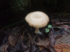 Singerocybe clitocyboides
