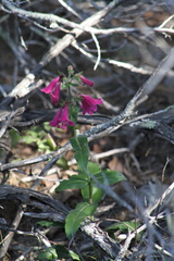 Penstemon triflorus