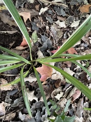 Dianella nigra