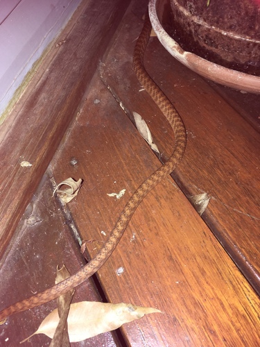 Brown Tree Snake sighting