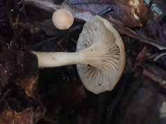 Singerocybe clitocyboides