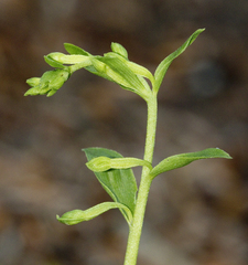 Epipactis phyllanthes