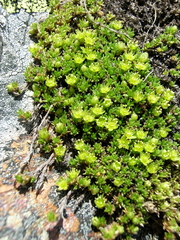 Cherleria sedoides