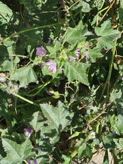 Malva sylvestris