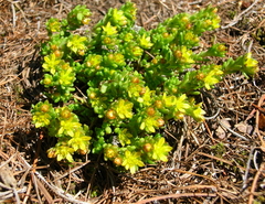 Sedum alpestre